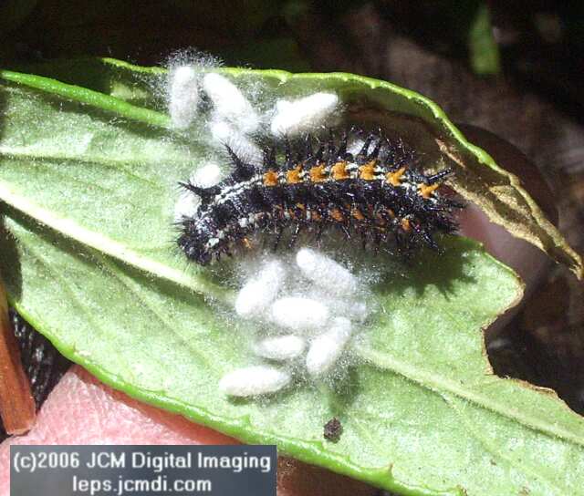 Chalcedon Checkerspot (Euphydryas chalcedona) larva with cocooned parasites